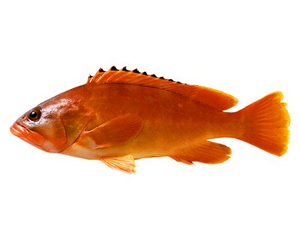 Redfish.PNG